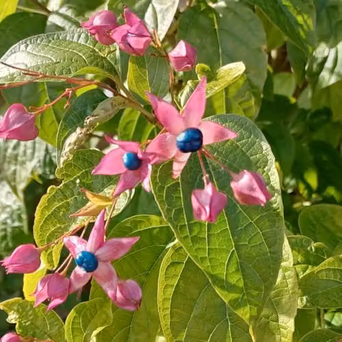 Thompson and Morgan Clerodendrum trichotomum Ornamental Deciduous Shrub with Pink Buds, White Flowers and Turquoise-Blue Berries, 15 Litre Pot