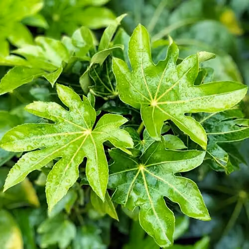 Thompson and Morgan Fatsia Japonica Architectural Evergreen Ornamental Shrub, 3 x 3.5 Litre Pots – 8