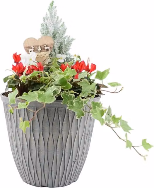 Plants by Post Red Festive Outdoor Winter Planter with 1L Pot, Diameter: 26 cm