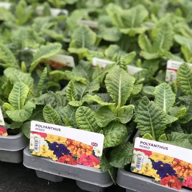 Plants by Post Polyanthus Mixed Bedding Plants, 12 Pack, Multicolour and Yellow Spring Blooms