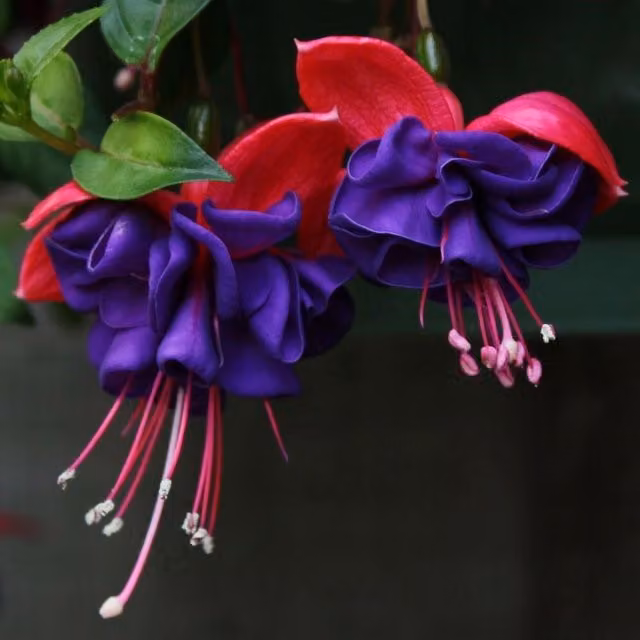 Plant Theory Set of 3 Dark Eyes Fuchsia Bedding Plants in 9cm Pots, Blue/Purple/Red