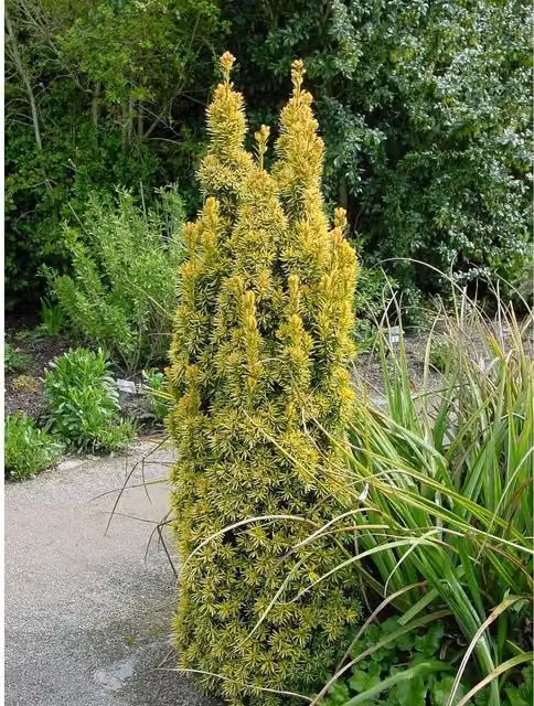 Direct Plants Taxus Standishii Golden Column Yew Tree, Green and Yellow, in a 3 L Pot