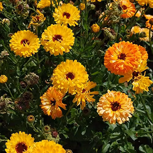 Thompson and Morgan Calendula Art Shades Mixed English Marigold Seeds, 150 Seeds – 2