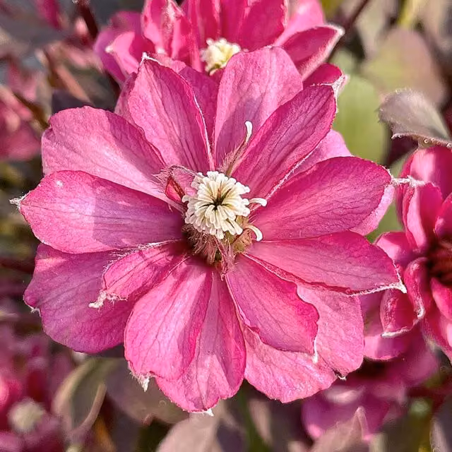Marshalls Garden Clematis montana Double Raspberry Truffle Pink Climber in 9cm Pot