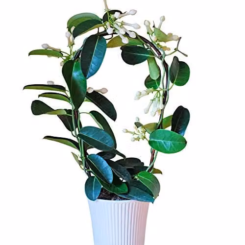 Thompson and Morgan Stephanotis Floribunda Fragrant White Star Shaped Climbing Plant in a 11cm Pot – 1