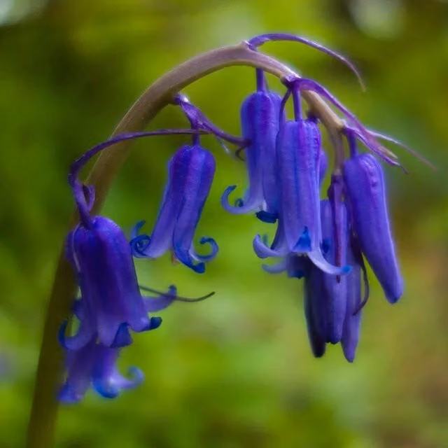 Plants By Post Pack of 10 Blue English Bluebell Bulbs, Blue-Violet
