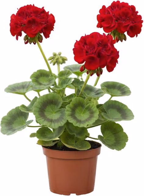 Plants by Post Geranium Toscana Senna Intense Red Zonal Geranium, 6 x 10.5cm Pots