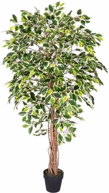 Homescapes Green Variegated Ficus Tree Artificial Plant with Wood Stem, Height: 182.88 cm