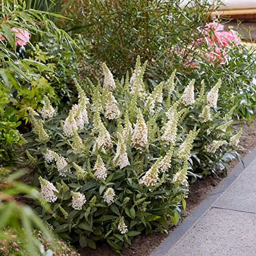Thompson and Morgan Buddleja davidii Dwarf Compact Butterfly Candy Little White Hardy Ornamental Shrub, 1x 9cm Potted Plant – 4