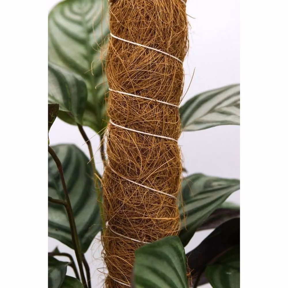 Coir Products Brown Wood Plant Stake Support for Climbers and Indoor Plants, L140 x W5 x H5 cm – 2