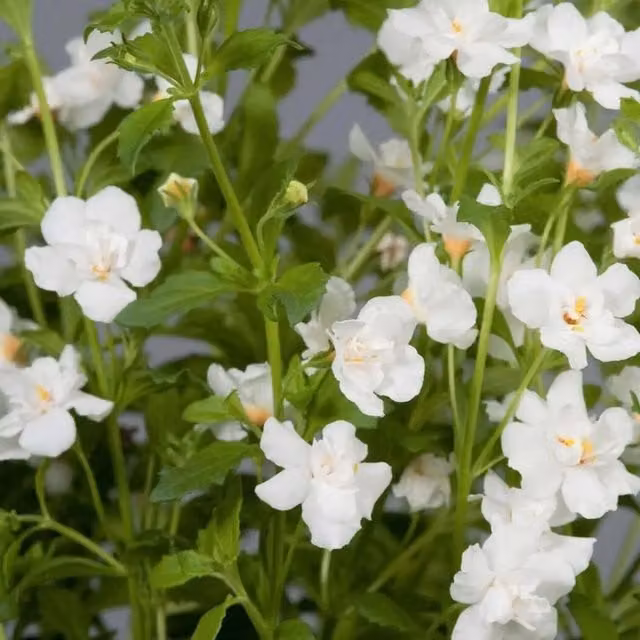 Plants by Post Bacopa Double White Trailing Bedding Plants, Pack of 3, 9cm Pots