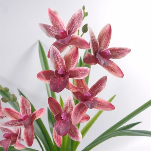 Leaf Design UK Dark Pink Artificial Orchid in a Black Ceramic Planter, Height: 50 cm – 4