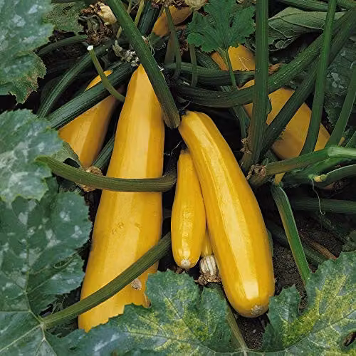 Thompson & Morgan Courgette Parador F1 Hybrid Vegetable Seeds, Yellow, 5 Seeds – 2