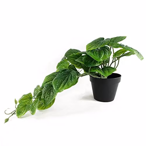 Botanik Potted Artificial Pothos Plant in Green and Black, Height: 35 cm – 4
