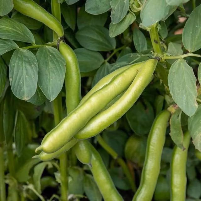 Marshalls De Monica Broad Bean Vegetable Seeds, 45 Seeds