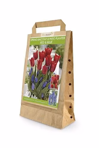 GreenBrokers Spring Balcony and Patio Flower Bulb Set with 40 Red and Blue Tulipa Ruby Prince and Muscari Armeniacum Bulbs