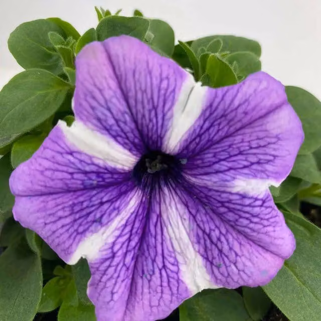 Plants by Post Purple Petunia Starfish Bedding Plant, 1L Pot