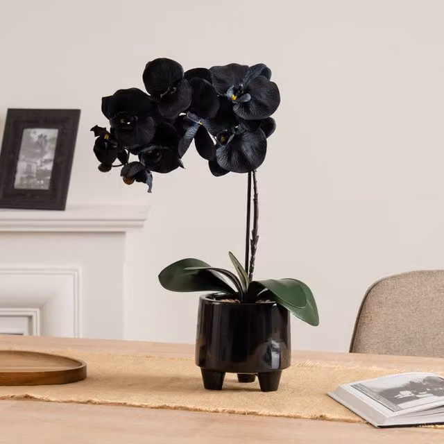 Scottish Everlastings Ltd Black Orchid in a Black Ceramic Pot, Height: 50 cm – 1