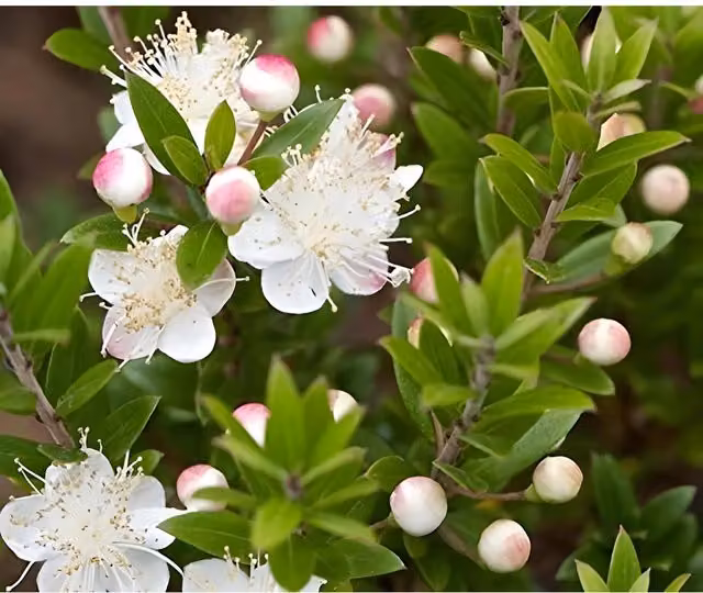 Direct Plants Myrtus Tarentina Fragrant Evergreen Ornamental Shrub with White and Pink Flowers, 3 Litre Pot