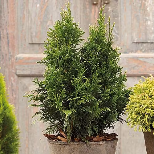 Thompson & Morgan Thuja Can Can Compact Evergreen Conifer Shrub for Hedging and Garden Borders, 9cm Pot
