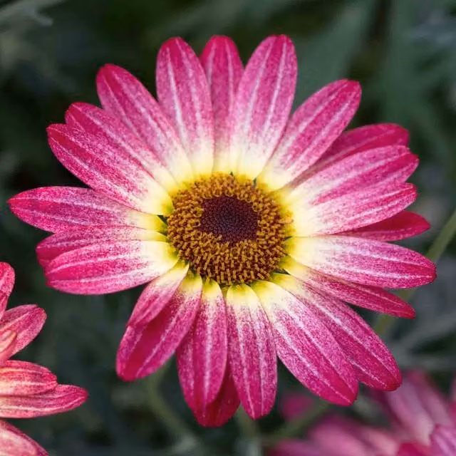 Marshalls Garden Argyranthemum Pink and Yellow Bedding Plant