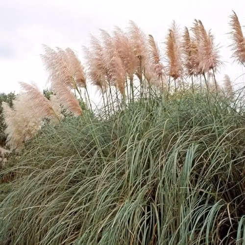 Thompson and Morgan Cortaderia selloana Rosea Exotic Pink Pampas Grass, 1x 9cm Potted Perennial Plant