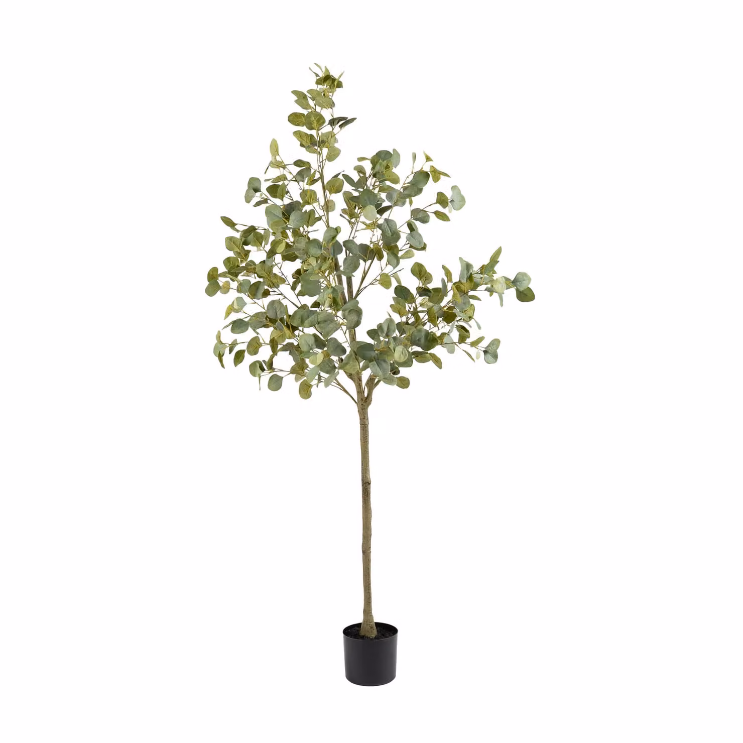 Scottish Everlastings Ltd 160cm Green Eucalyptus Tree – 2