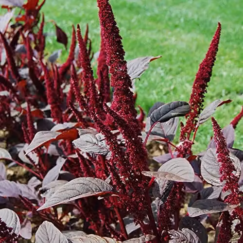 Thompson and Morgan Amaranthus Marvel Bronze Purple Amaranth Seeds, 500 Seeds – 2