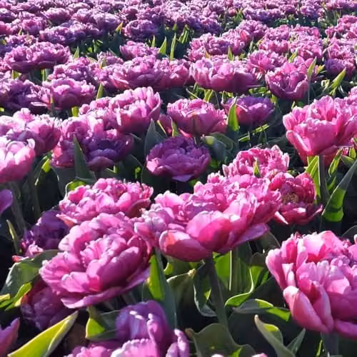 Thompson & Morgan Tulip Double Flag Mauve-Purple Spring Flowering Bulbs, 16 Bulbs – 2