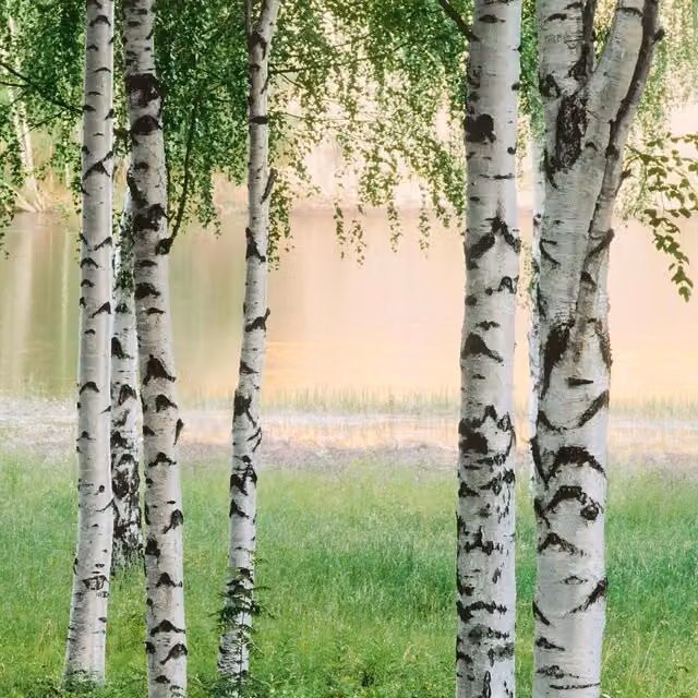 Nordic Forest Wall Mural in Green