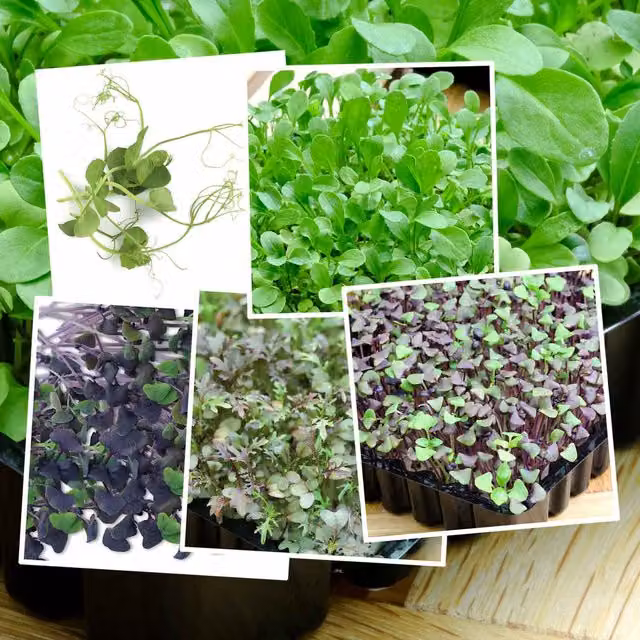 Marshalls Garden Micro-Leaf Vegetable Seed Collection, 5-Pack (Basil, Broccoli, Mustard, Pea, Pak Choi), Multicolour