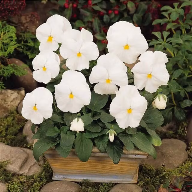 Plants by Post 12 White Pansy Garden Ready Bedding Plants