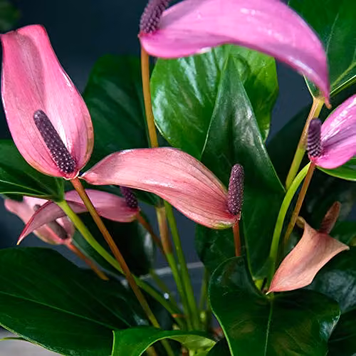 Thompson and Morgan Anthurium Aqua Pink Flowering House Plant in a Clear Glass Vase, 1 x 14cm Pot – 2