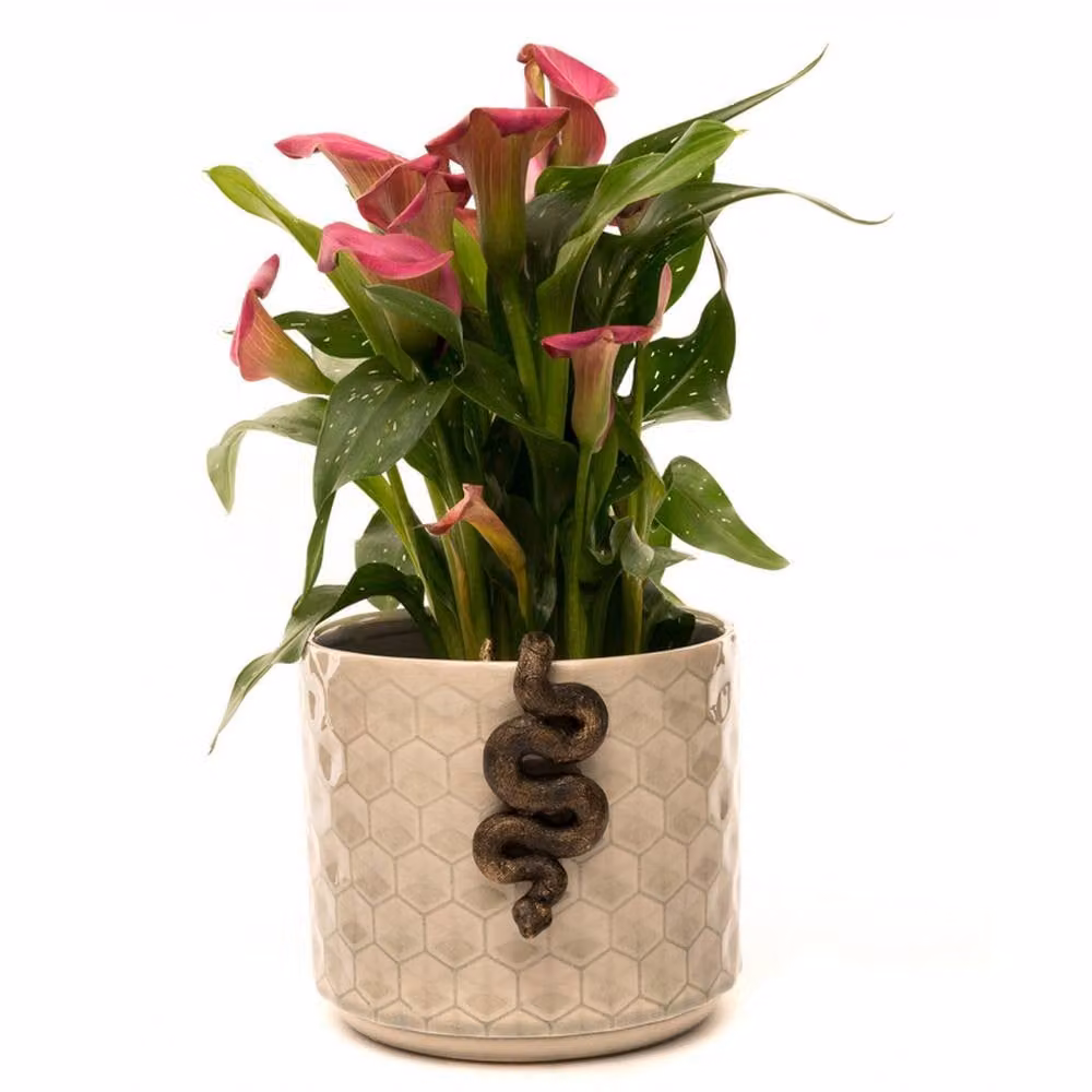Jardinopia Antique Bronze Boa Constrictor Pot Buddy Hanging Plant Pot Hanger – 7