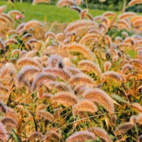 Thompson & Morgan Setaria Viridis Caramel Foxtail Millet Seeds, 300 Seeds for Ornamental Garden Planting
