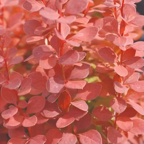 Thompson & Morgan Berberis thunbergii Orange Rocket Orange Foliage Shrub, 7.5 Litre Pot – 1