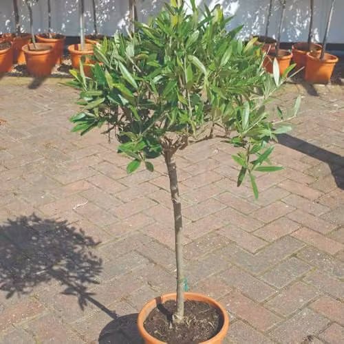 Thompson and Morgan Olive Tree Standard Olea europaea with Grey Planter and 18cm Pot, 80–90cm Stem – 2
