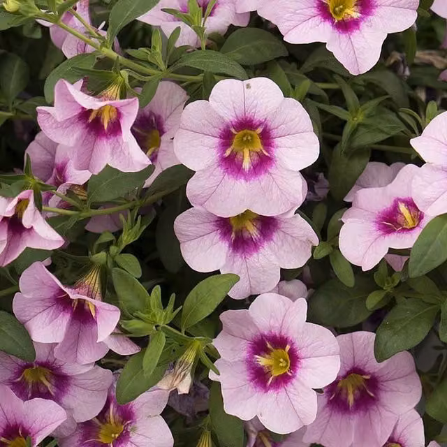 Plants By Post Calibrachoa Bloomtastic Rose Quartz Pink Bedding Plants for Outdoor Baskets and Pots