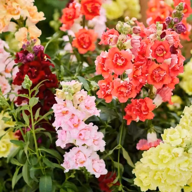 Unwins Antirrhinum Doubleshot Mix Multicolour Flower Seeds
