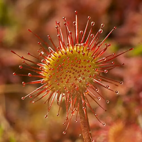 Thompson and Morgan Drosera Paradoxa Carnivorous Indoor House Plant, 1 x 9cm Potted Plant