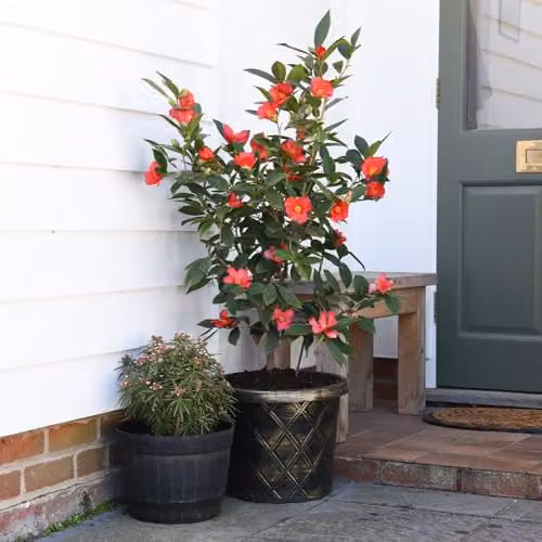 Thompson and Morgan Camellia 1001 Summer Nights Hardy Evergreen Ornamental Shrub, 3 Litre Pot – 3