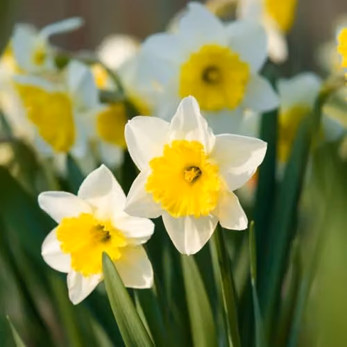 Thompson & Morgan Narcissus Attraction Spring Flowering Daffodil Bulbs, 16 Bulbs, White and Yellow