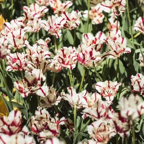 YouGarden Tulip Carnaval de Nice Spring Flowering Bulbs, 20 Bulbs, Red, White and Multicolour – 2