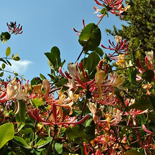 Thompson and Morgan Late Dutch Honeysuckle Lonicera periclymenum Serotina Climbing Shrub with Pink and White Fragrant Blooms, 1.7-Litre Potted Plant – 2
