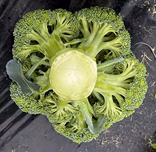 Thompson and Morgan Blue Finn Broccoli Vegetable Seeds – 5