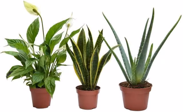Thompson & Morgan Wellbeing Indoor Houseplant Collection in Green and White