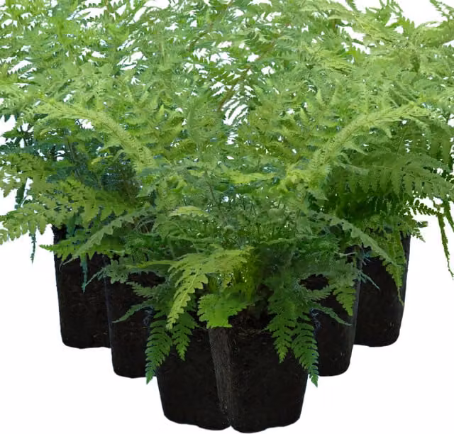 Plants By Post Pack of 3 Shield Fern Polystichum aculeatum Hardy Evergreen Shade Plants, 1L, Green