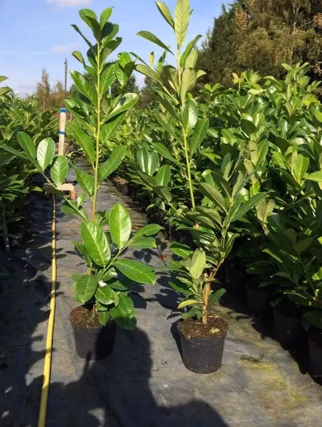 Direct Plants Prunus Cherry Laurel Evergreen Hedging Shrub, Green – 3