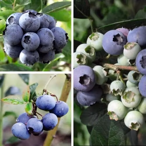 Thompson & Morgan Blueberry Collection of 3 High Yielding Fruit Bushes in 9cm Pots – 1
