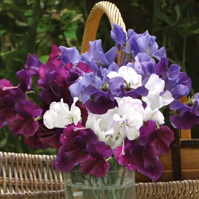 Unwins Sweet Pea Seeds Misty Mountains Climber Flower Seeds Multicolour